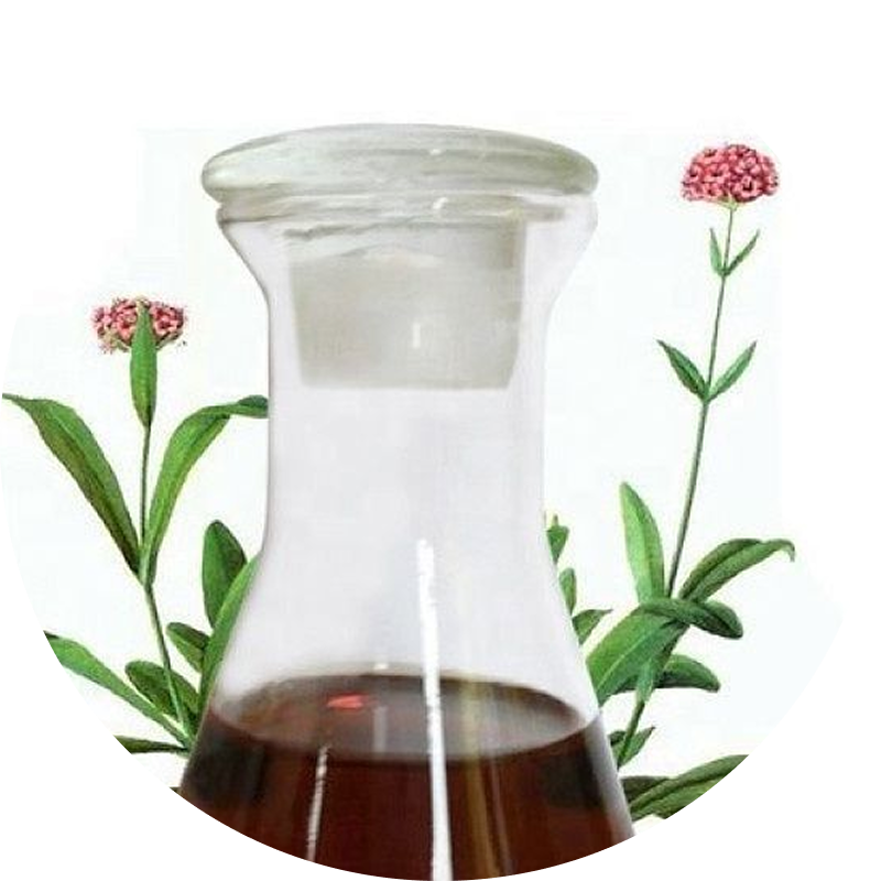 Nardostachys jatamansi Nardostachys jatamansi